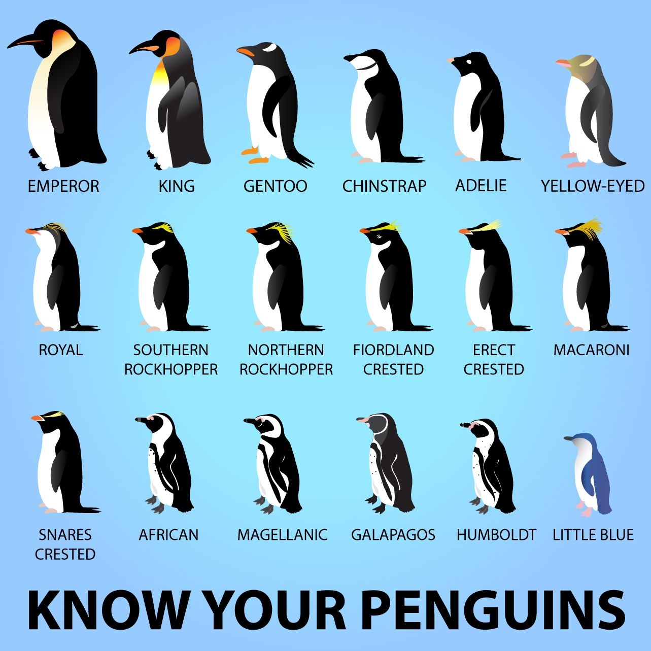 Know Your Penguins Types Colors And Sizes