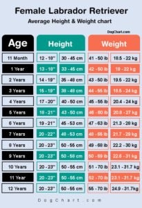 Lab Height Weight Chart In Kg Ib Cm Inches Male Vs Female Guide 
