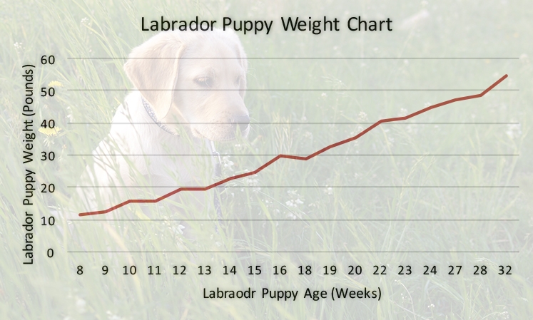 Lab Puppy Growth Chart Dogs
