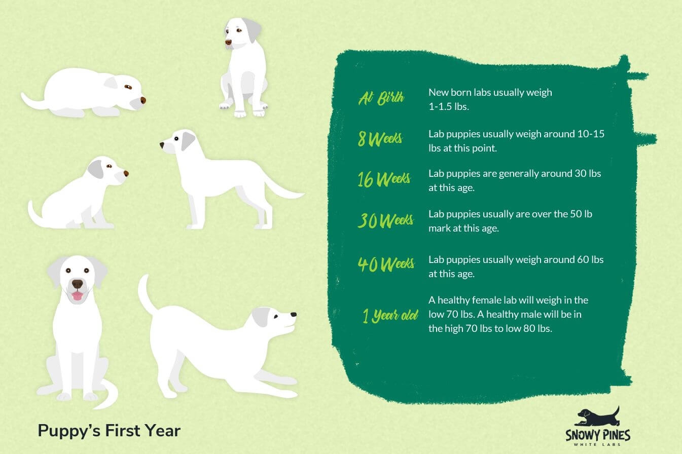 labrador retriever growth chart labrador retriever growth chart