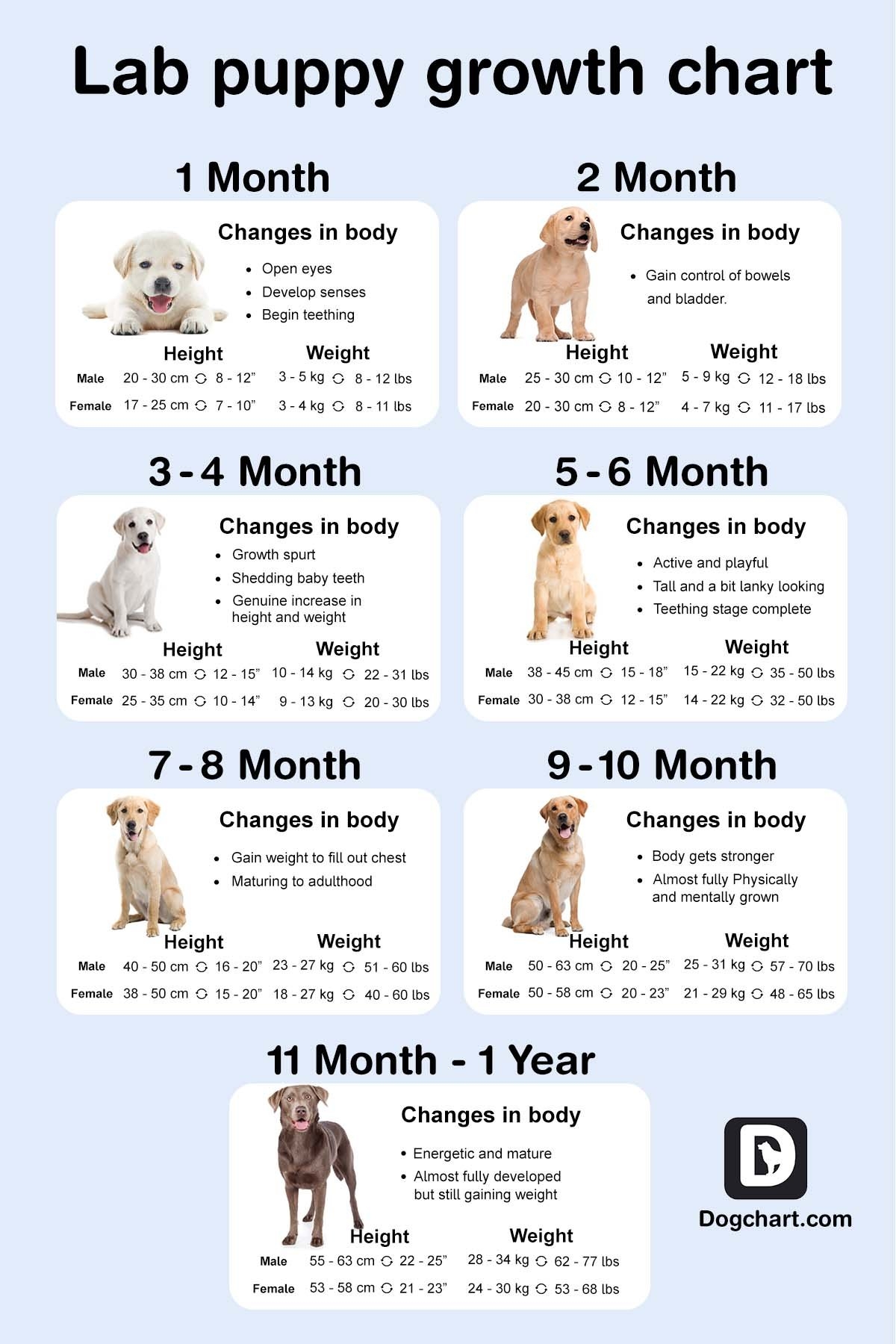 Lab Size Chart By Age At Nathan Crawford Blog