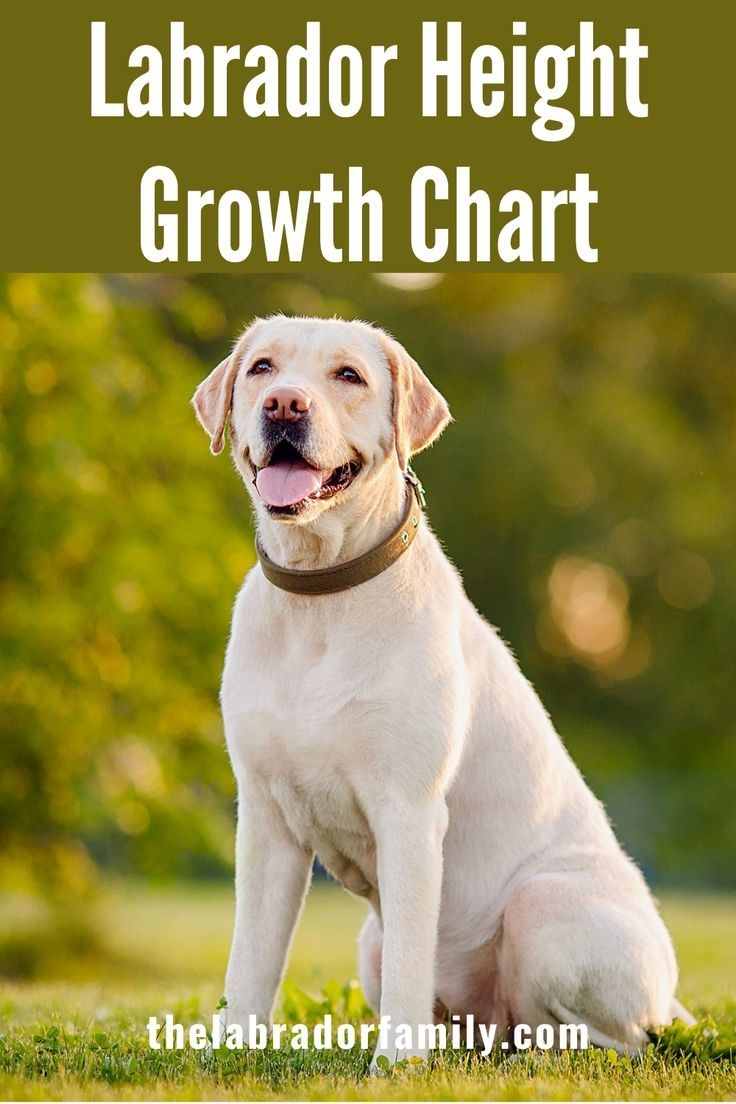 labrador height chart