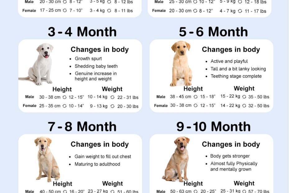 Labrador Puppy Growth Chart Monthly Growth