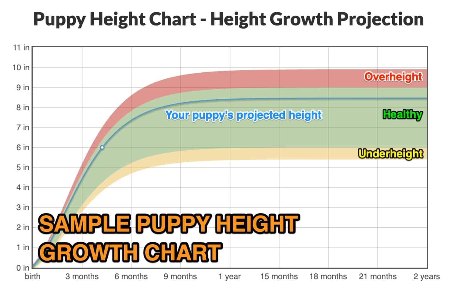 Labrador Retriever Height Growth Chart How Tall Will My Labrador 