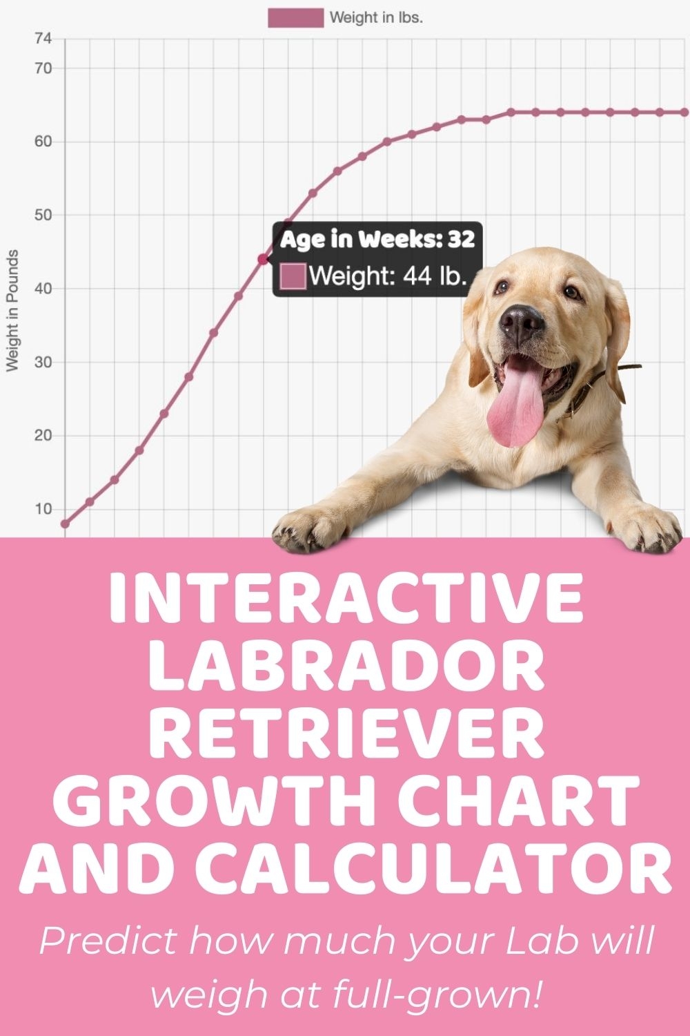 Labrador Retriever Size Guide How Big Does A Labrador Get 