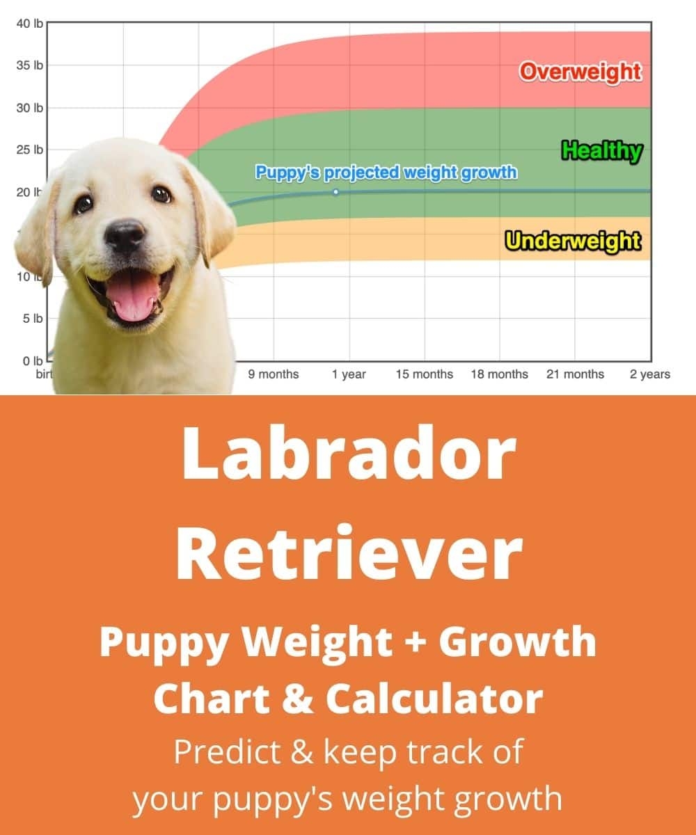 lab dog growth chart lab dog growth chart