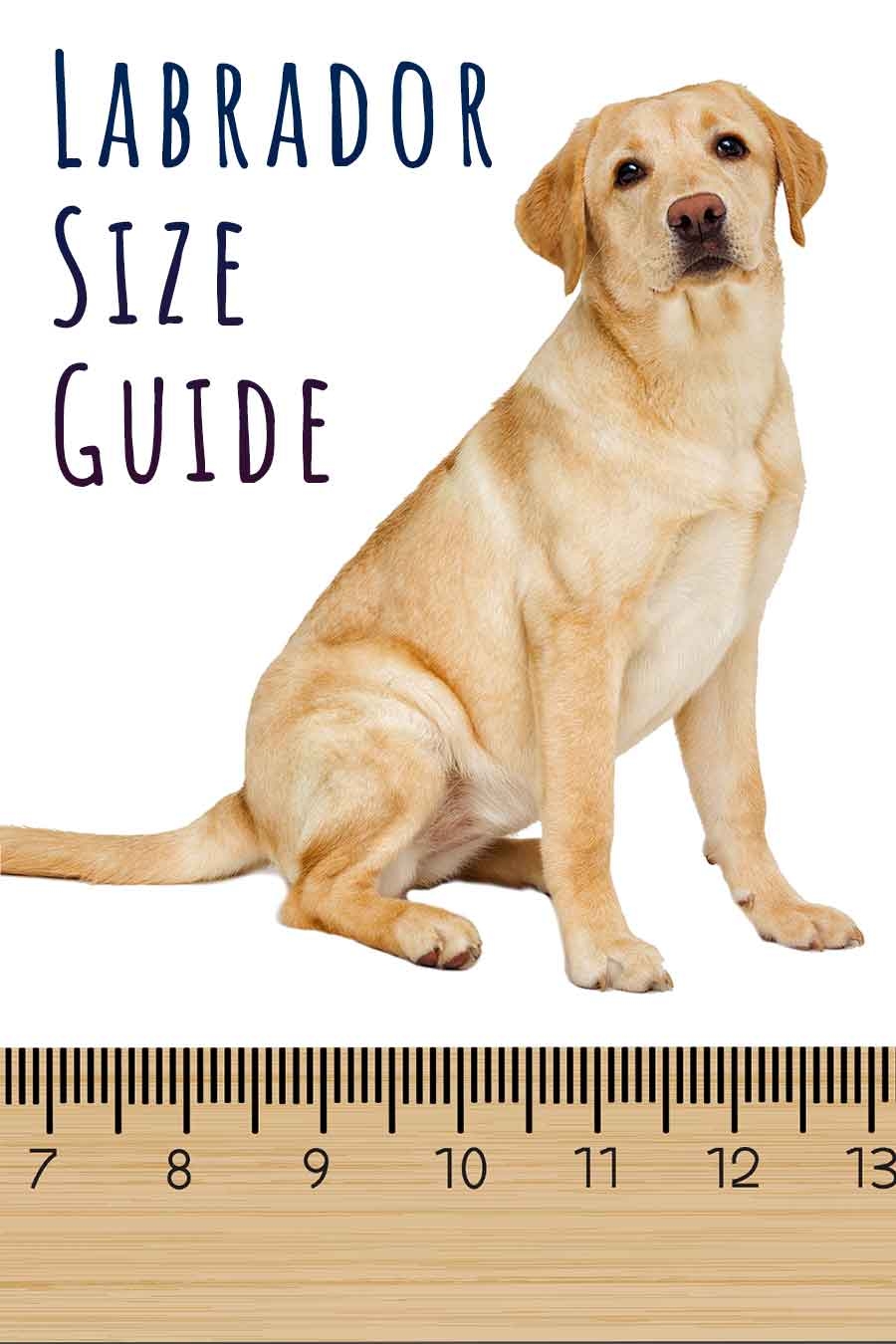 Labrador Size Guide What To Expect From Your Full Grown Lab