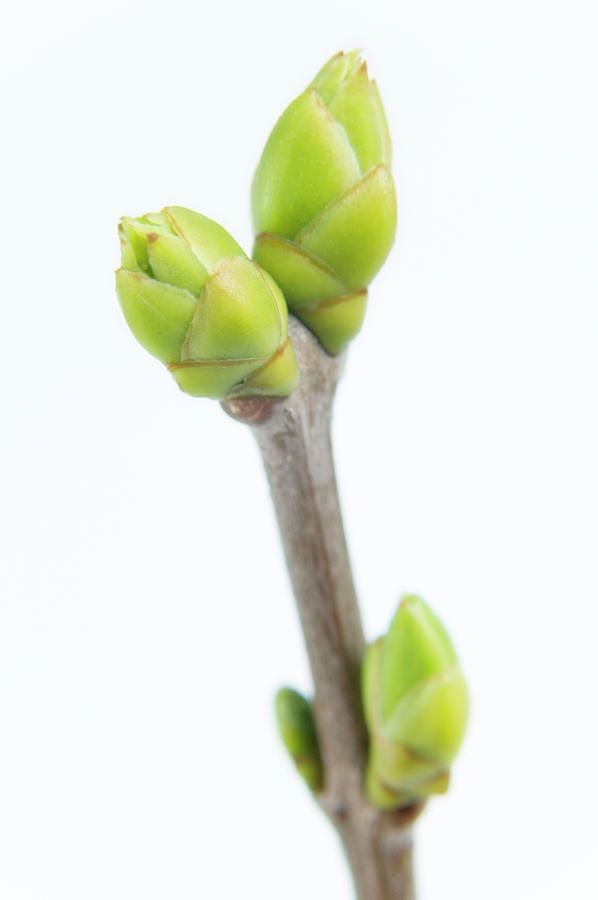 Leaf Buds Photograph By Gustoimages science Photo Library Fine Art 