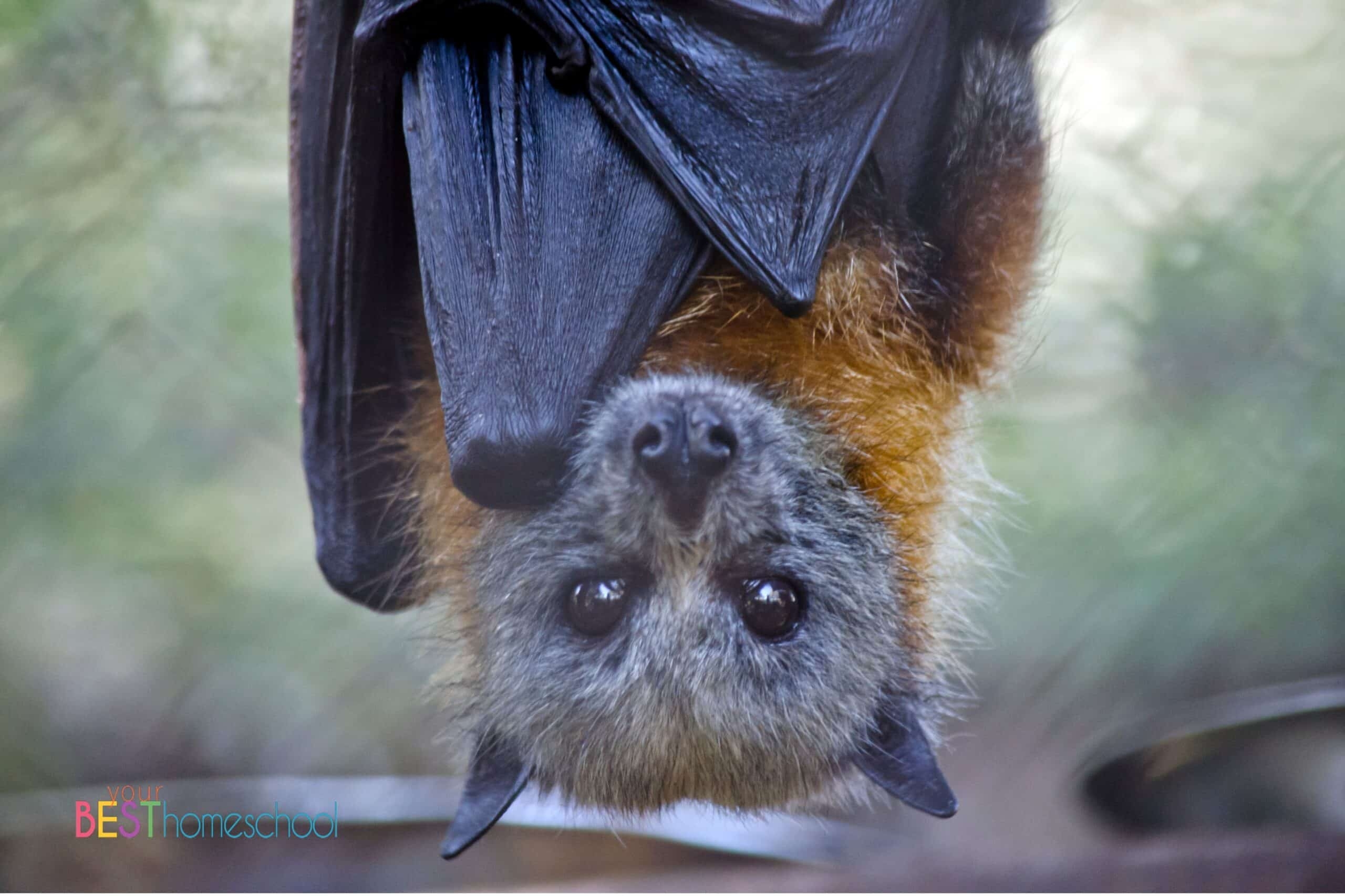 bat size chart bat size chart