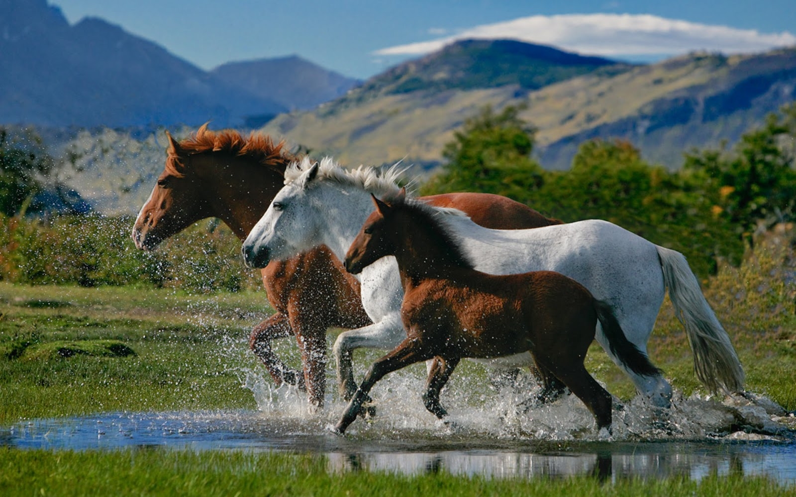 Loving Horses Wallpapers Entertainment Only