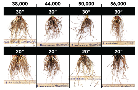 corn spacing chart corn spacing chart