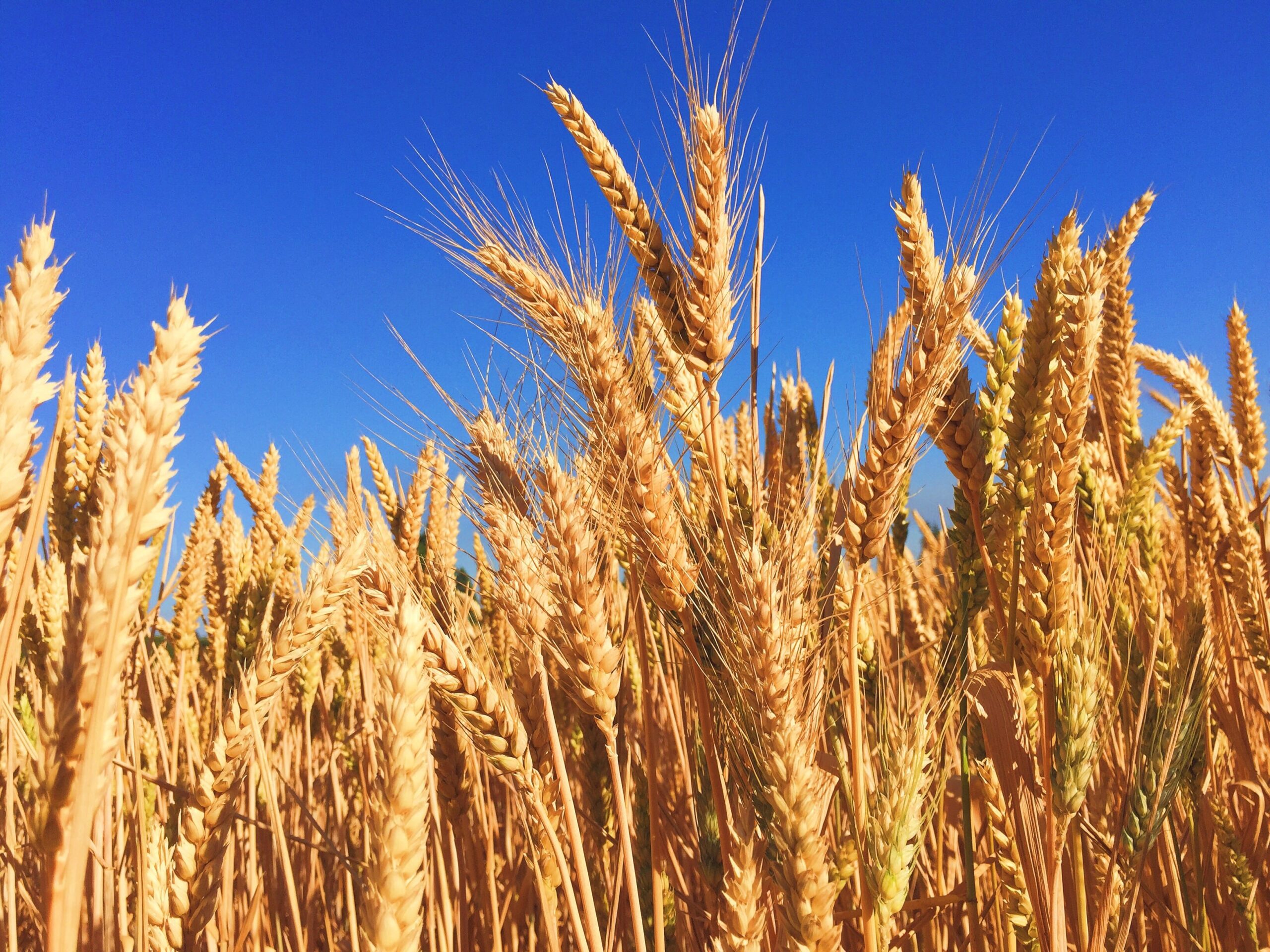 wheat penny worth chart wheat penny worth chart
