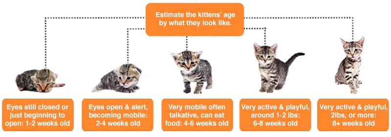 Newborn Kitten Progression Cat Age Chart With Pictures Alley Cat Allies 