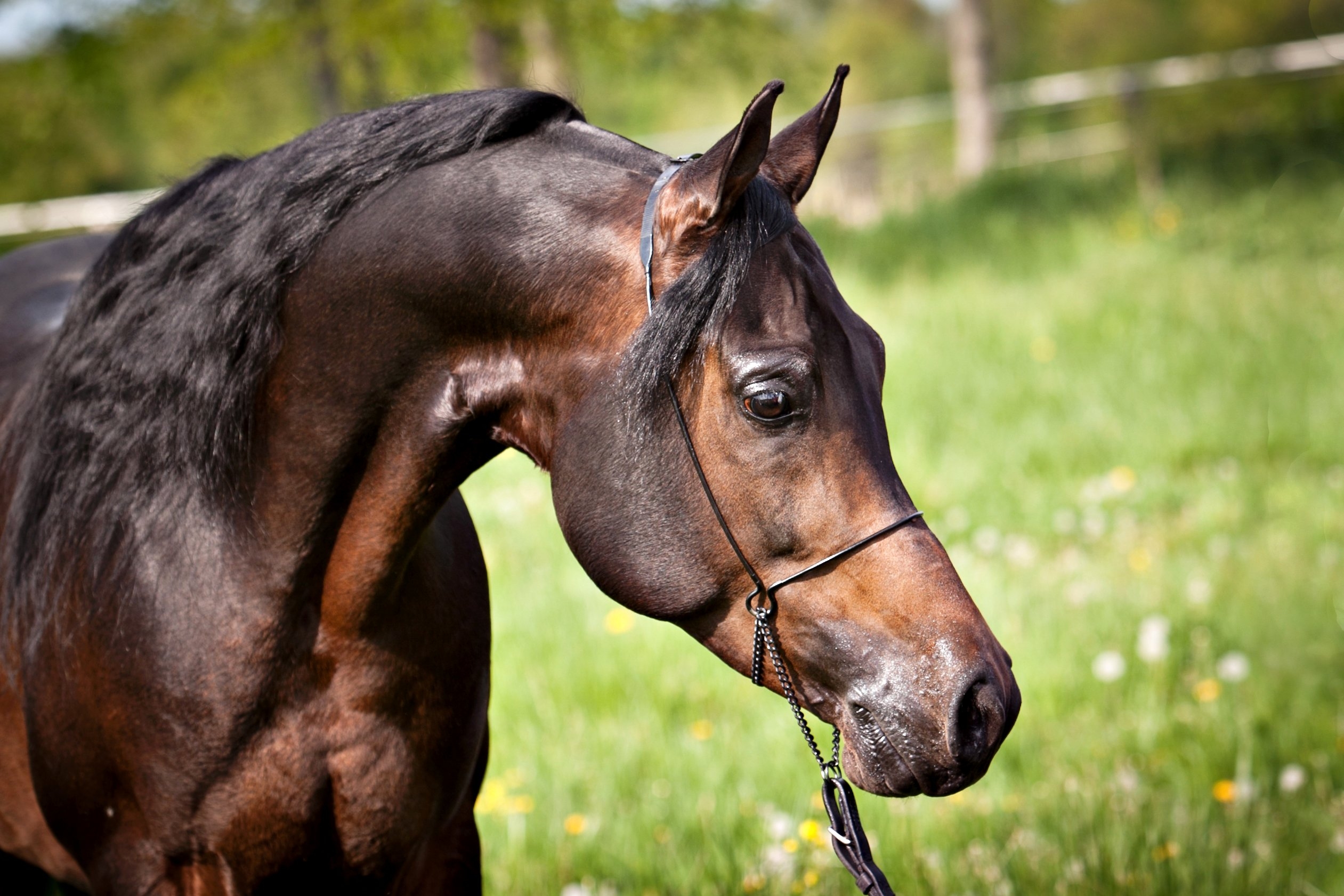 Ohio Equine Photography Gallery Michele Zezulak Fine Photography