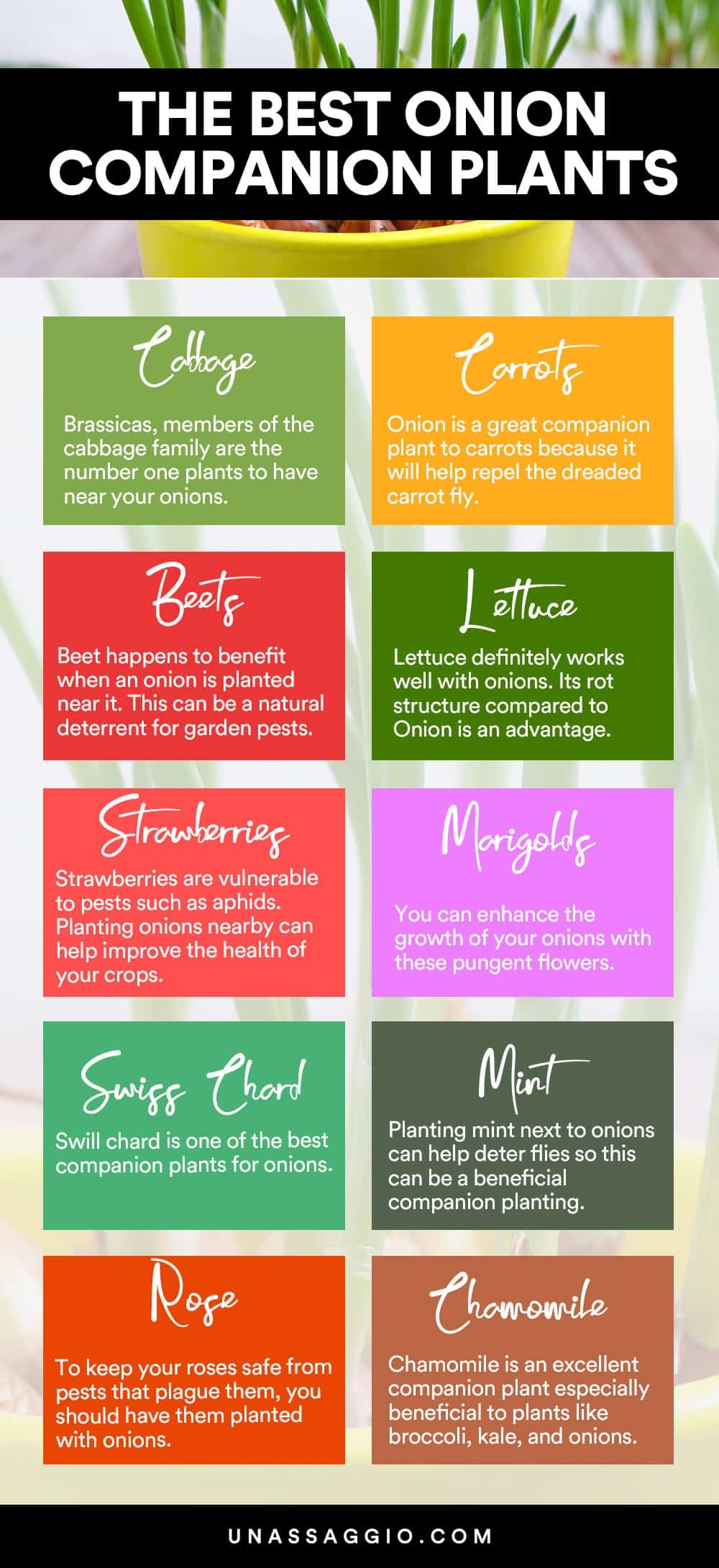 Onion Companion Plants 12 Best Plants To Grow With Onions UnAssaggio