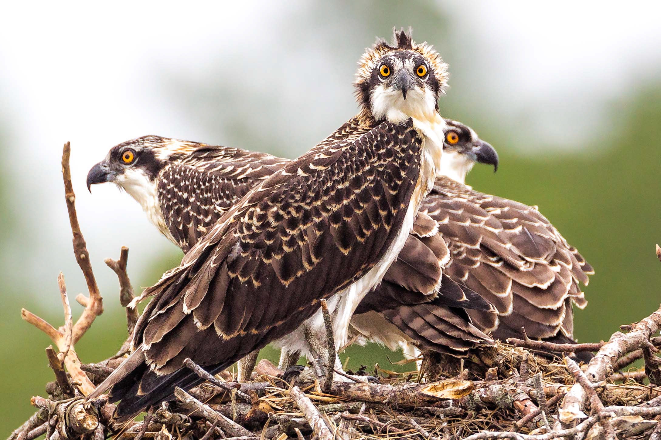 Osprey Audubon Field Guide