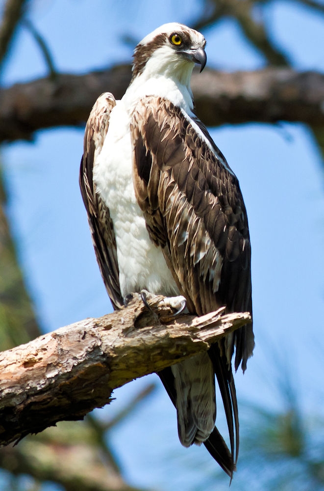 Osprey Photo Gallery Be Your Own Birder