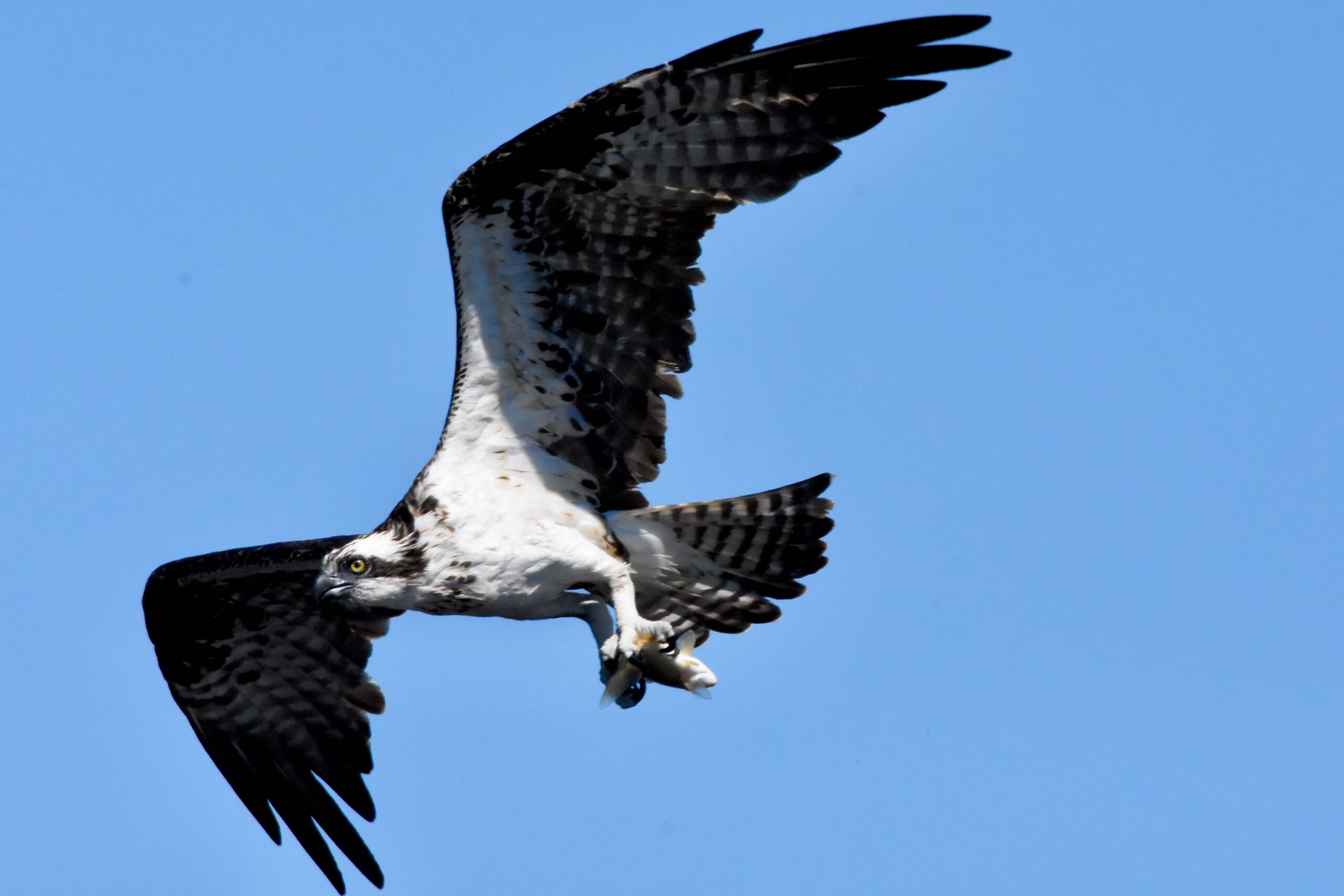 osprey size chart osprey size chart