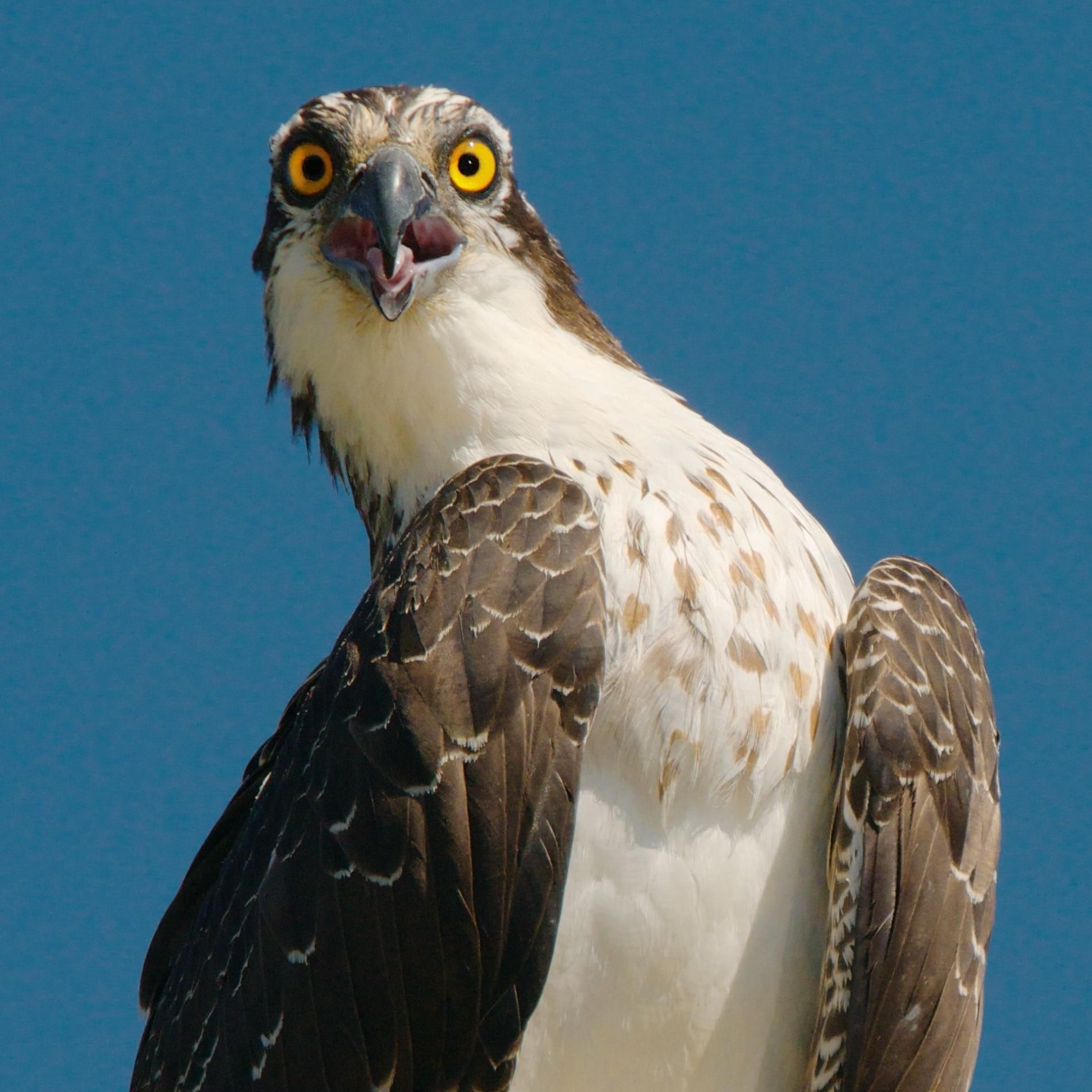 Ospreys National Geographic Amazing Facts And Pictures