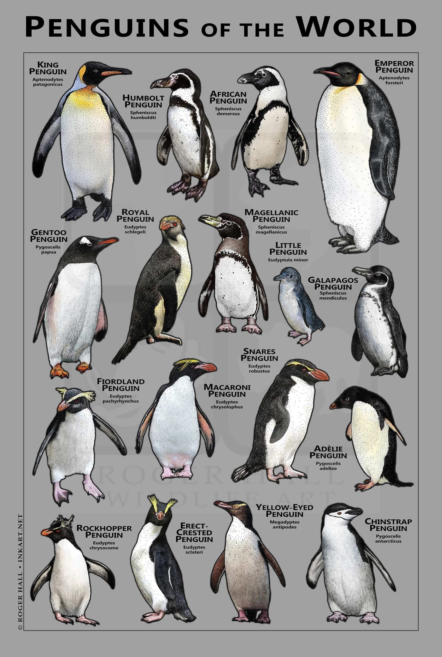 Penguin Chart Artofit