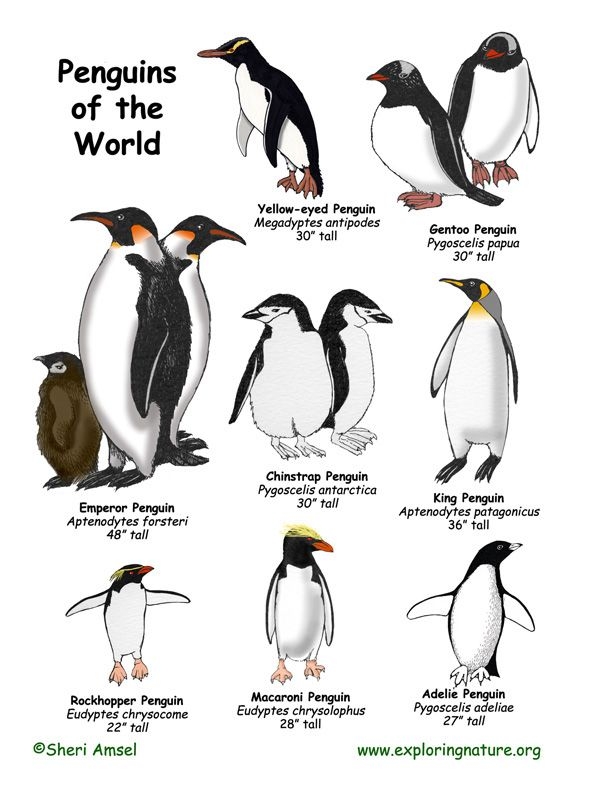 Penguin Chart Types Of Penguins Penguins Penguin Species