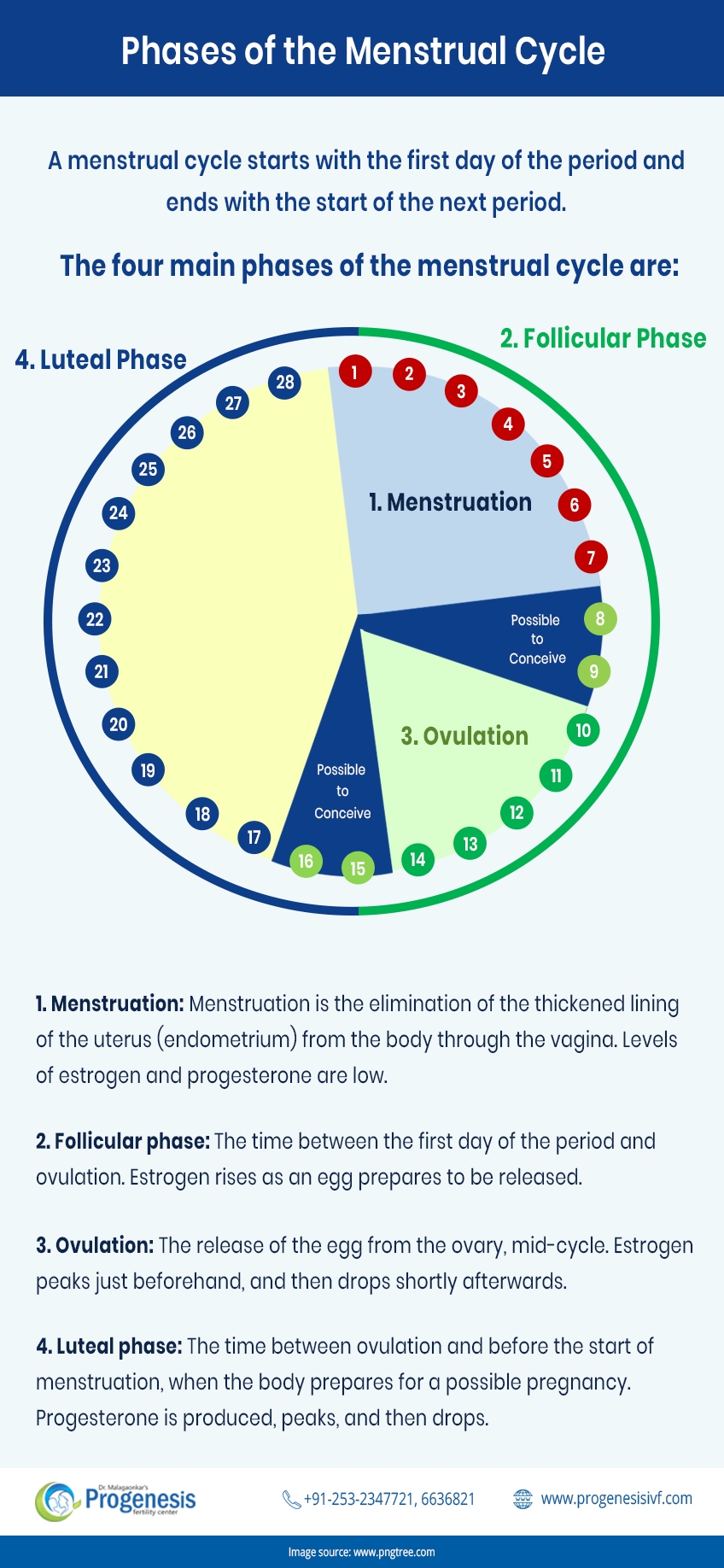 Phases Of Menstrual Cycle