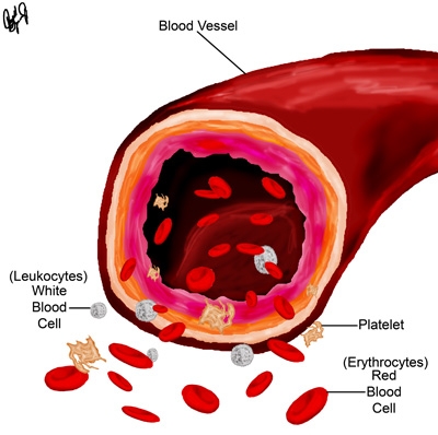 Physiology Tutorial Blood