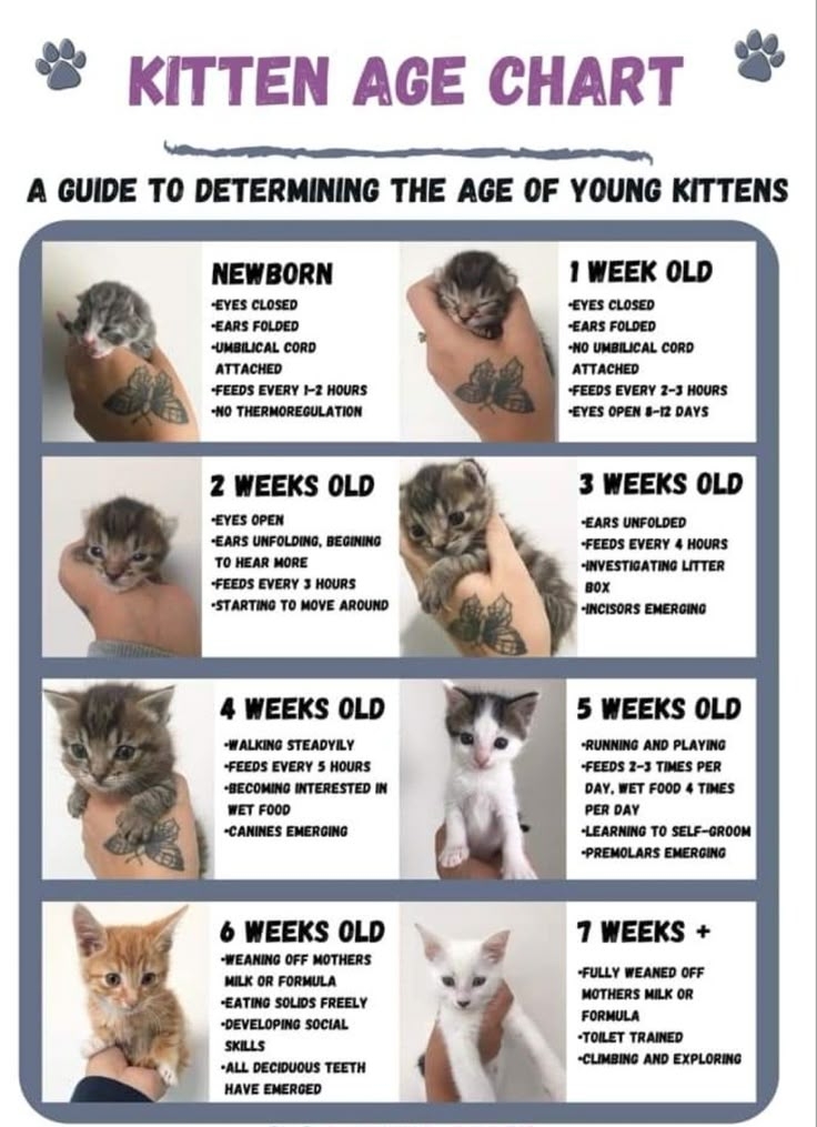 Pin On Cats Dogs Kitten Age Chart Cat Breeds Kittens