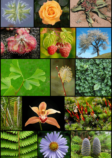 Plant Wikipedia