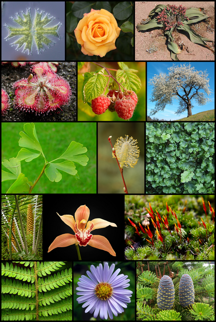 Plant Wikipedia
