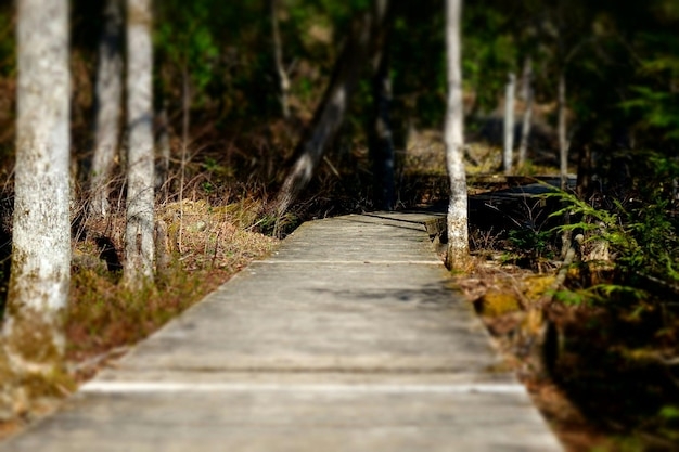 Premium Photo Narrow Walkway Along Trees In Park