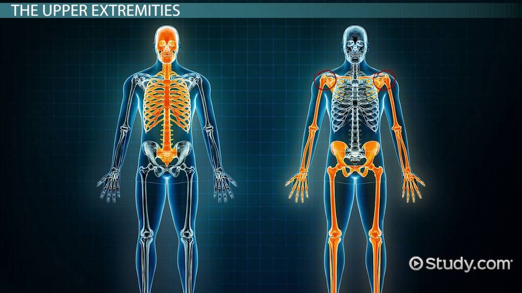 Principal Anatomical Regions Of The Human Body Lesson Study