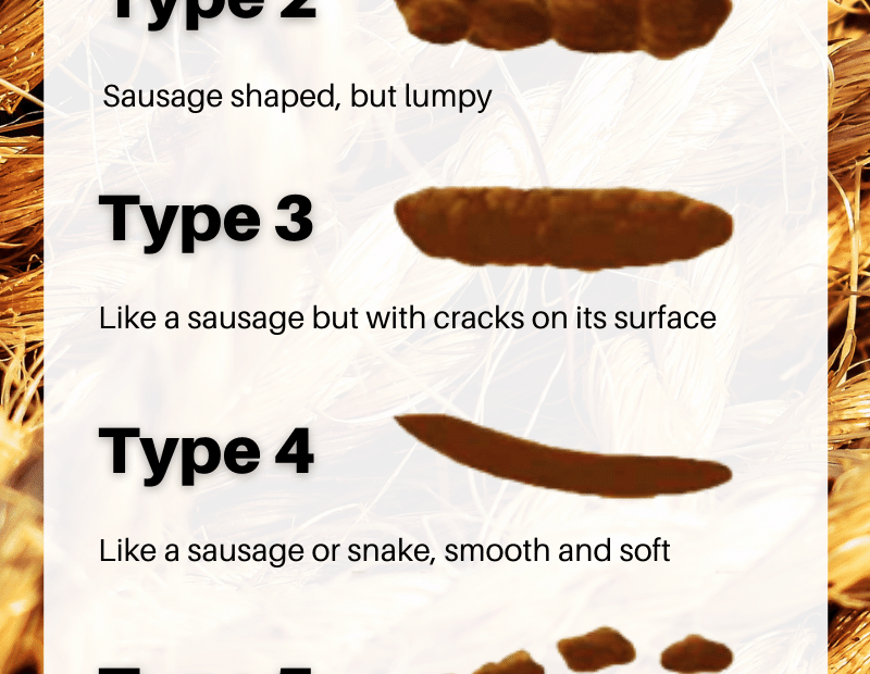 Printable Bristol Stool Chart