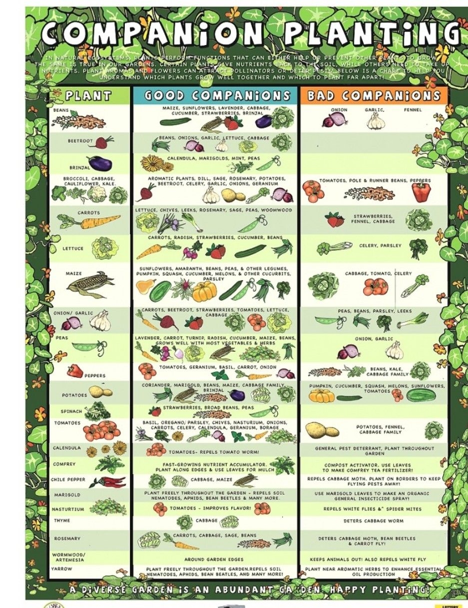 Printable Companion Gardening Chart Printable AT A GLANCE