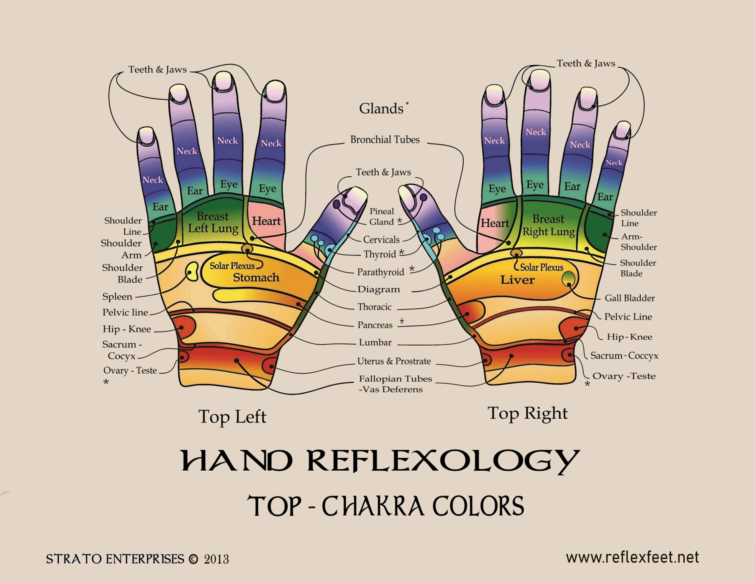 Printable Hand Reflexology Chart Printable Templates Printable Hand Reflexology Chart Printable Templates