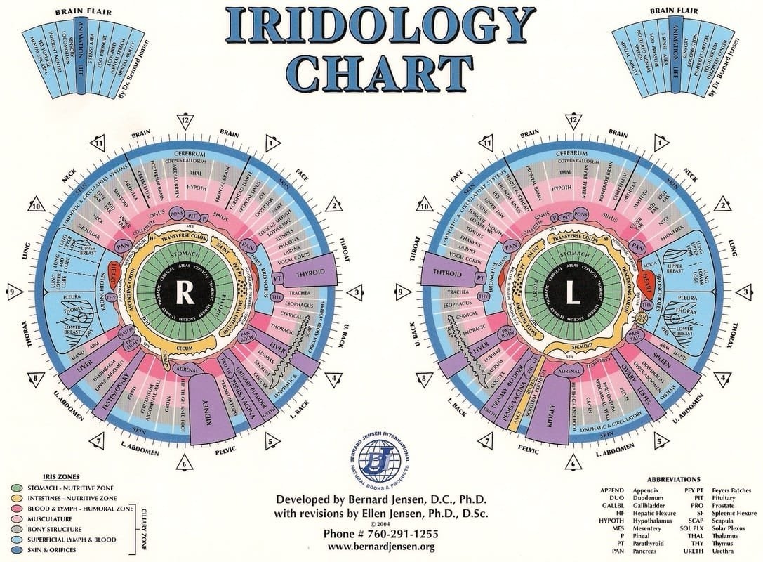 iridology chart iridology chart