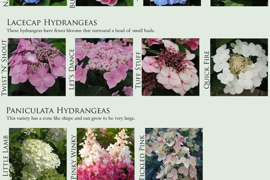 Proven Winners Hydrangea Chart Draw Stunning Portraits