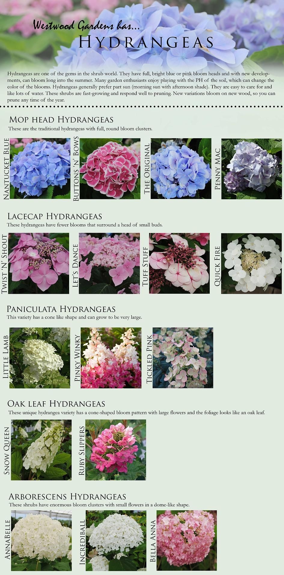 Proven Winners Hydrangea Chart Draw Stunning Portraits