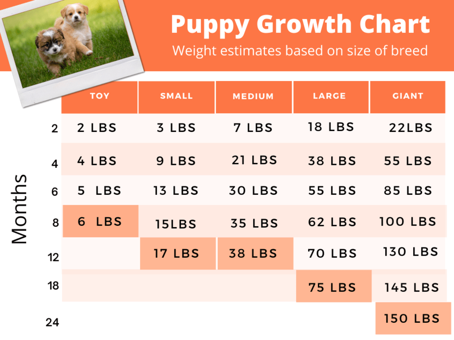 Puppy Growth Rate Charts When Puppies Grow The Most HoundGames