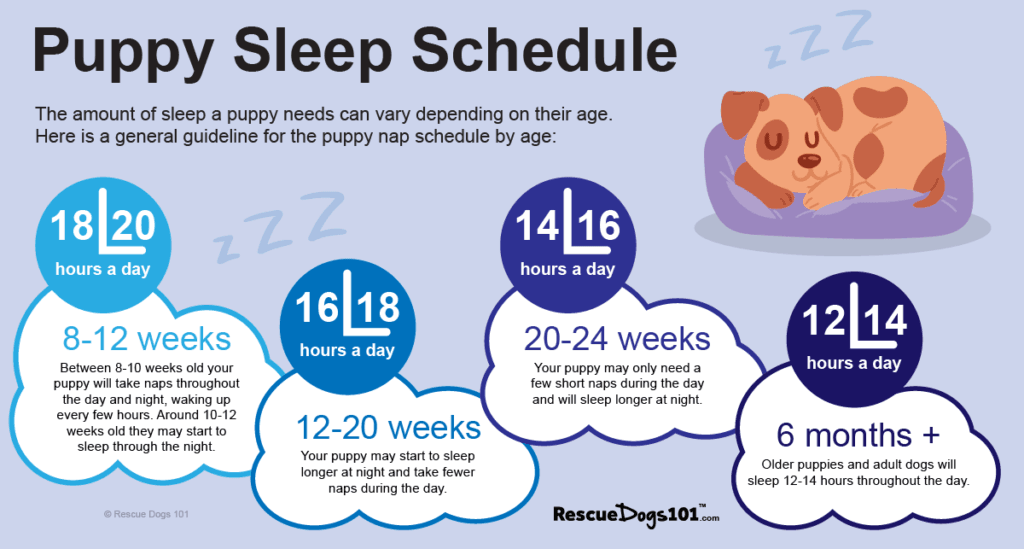 Puppy Schedule The Key To Raising A Happy Dog