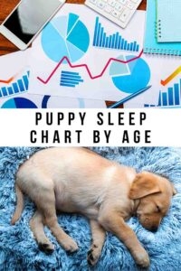 Puppy Sleep Chart By Age What To Expect And When