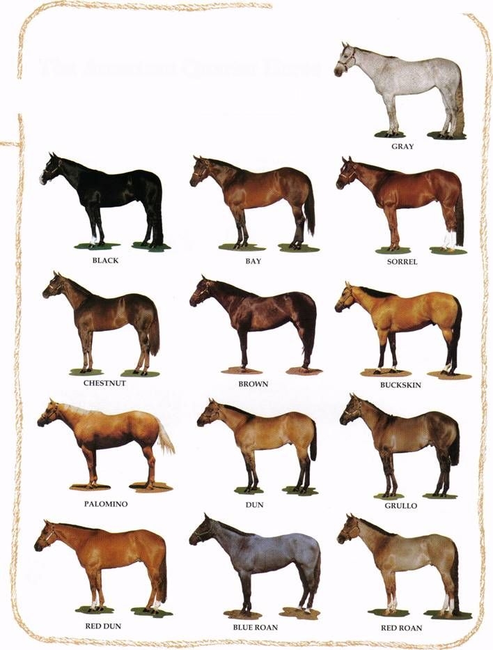 Quarter Horse Conformation Chart A Visual Reference Of Charts Chart 