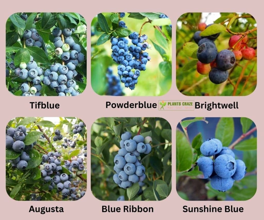 Rabbiteye Blueberry Varieties Fruit Soil Flower And Yields