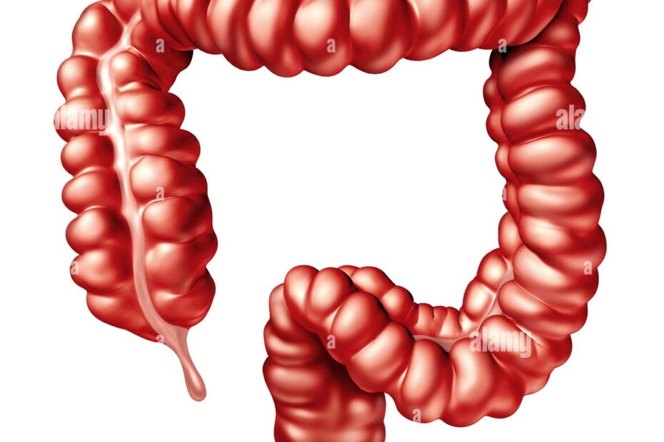 Rectum Hi res Stock Photography And Images Alamy