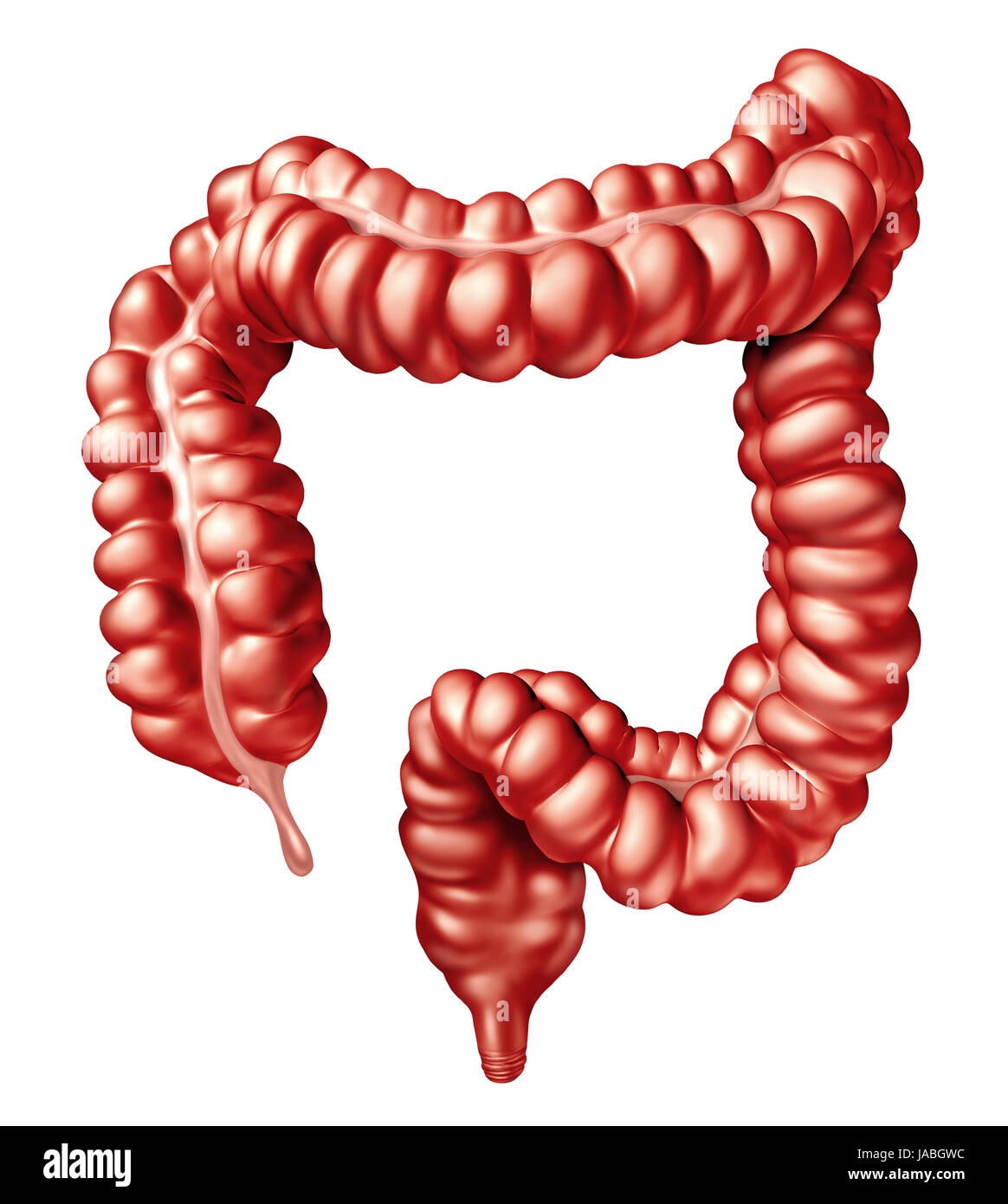 Rectum Hi res Stock Photography And Images Alamy
