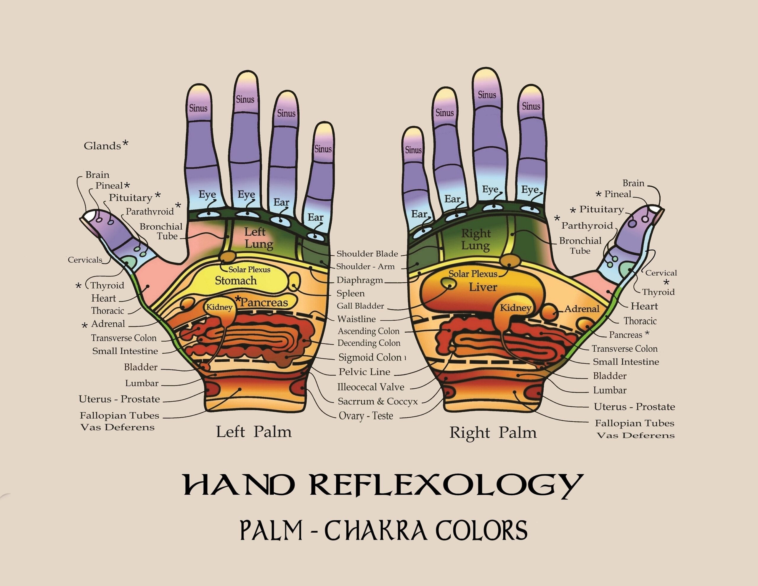 Reflexology Chart Of Hands Infographic Chart Design