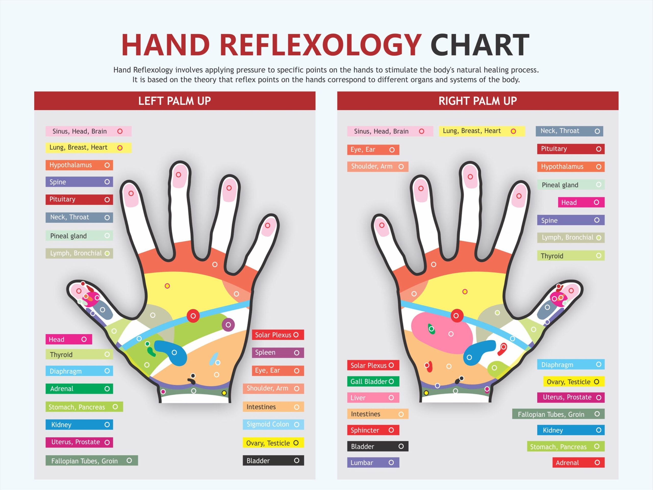Reflexology Hand Chart Printable FREE Printable Reflexology Hand Chart Printable FREE Printable