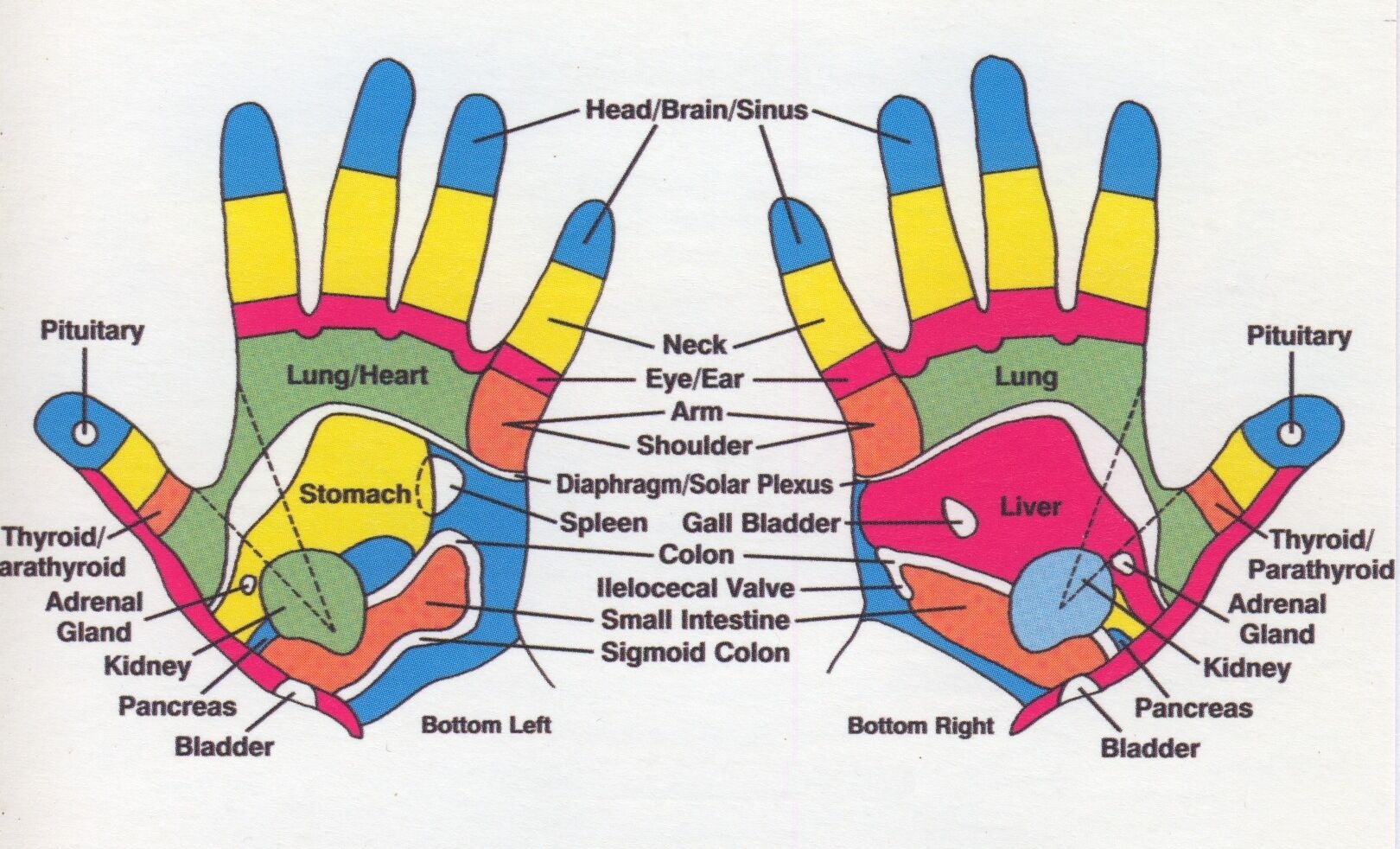 Reflexology Hand Chart Printable Printable Calendars AT A GLANCE