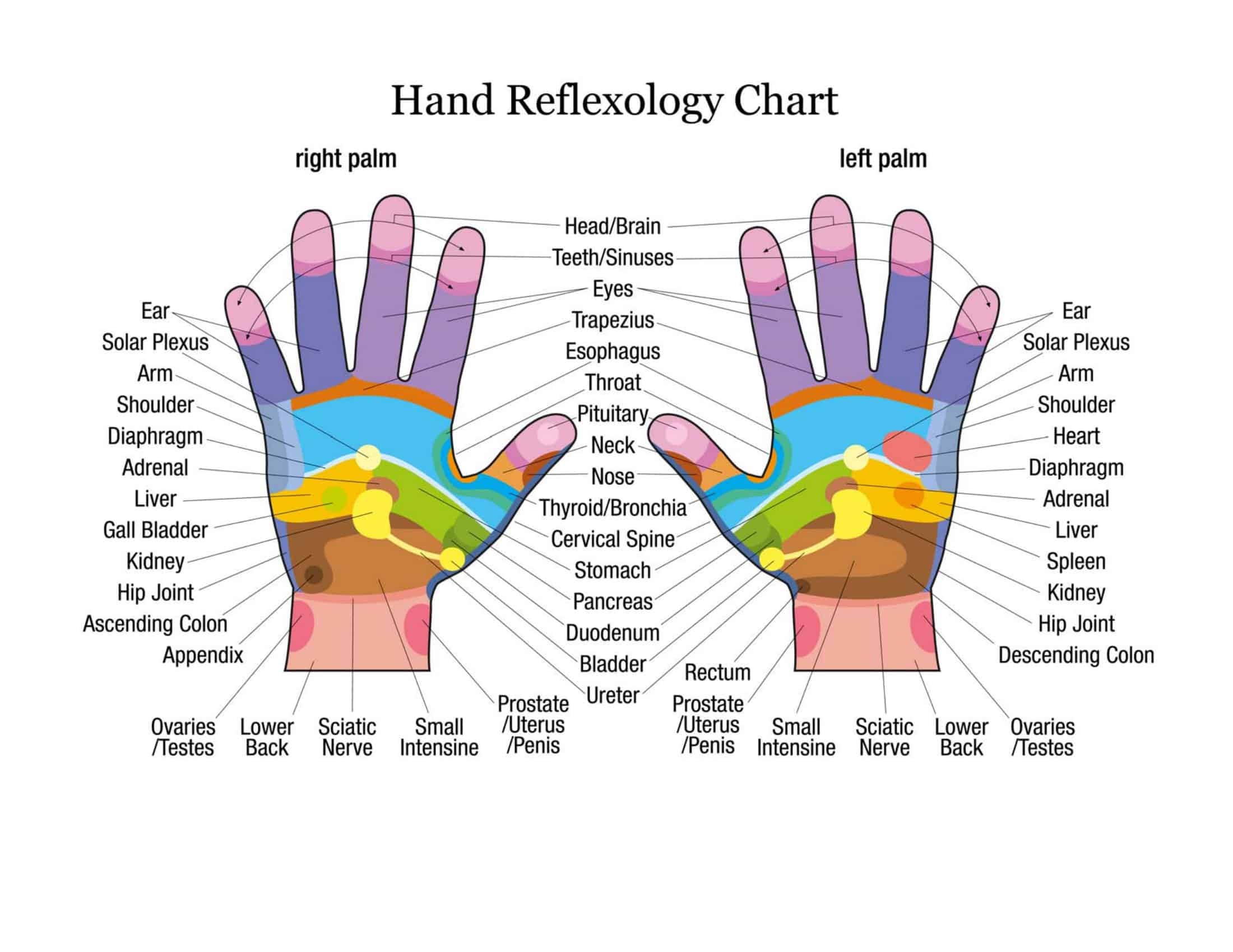 Reflexology Hand Chart Printable Printable Free Templates