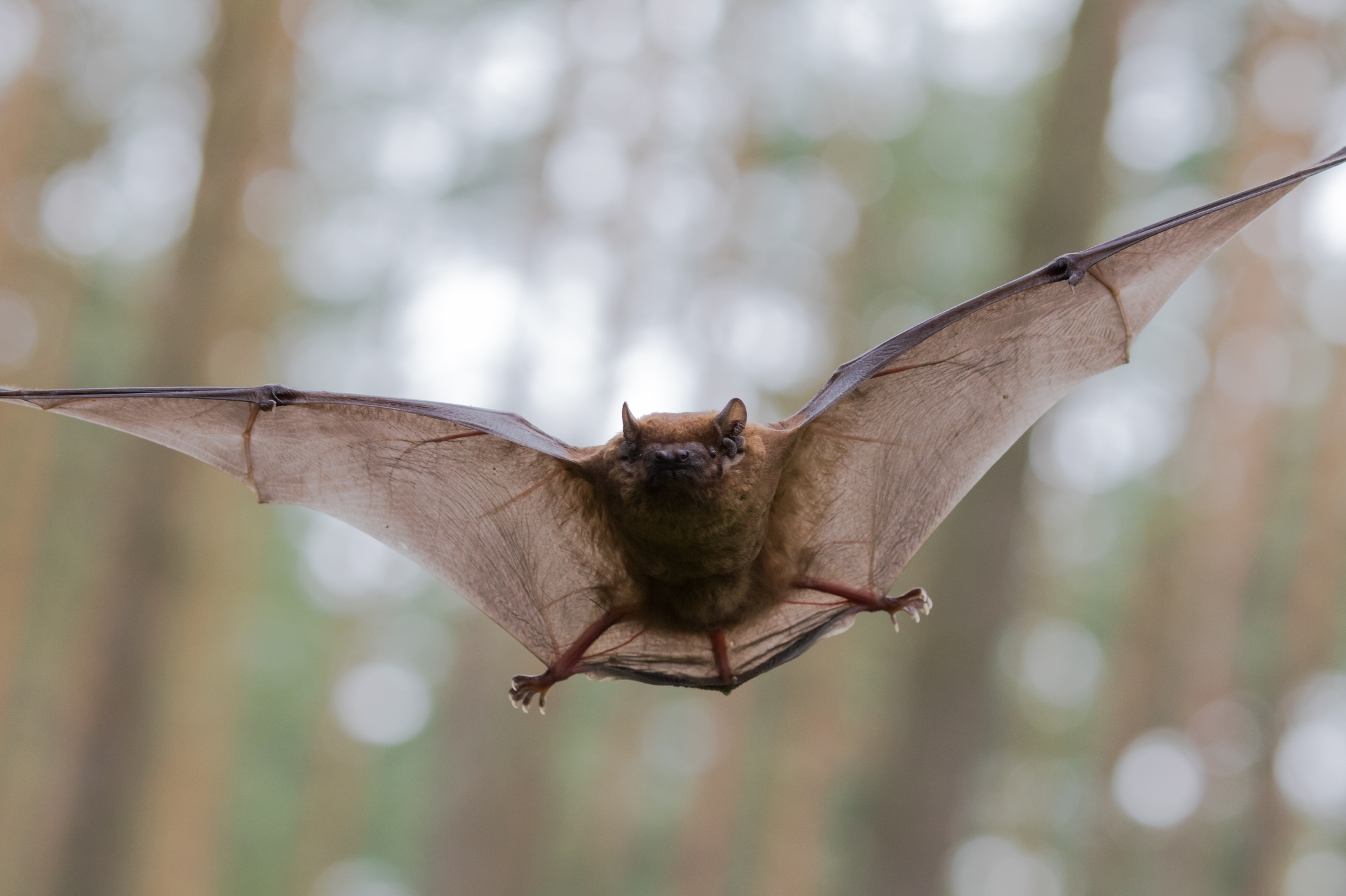 Researchers Raise Bats In Helium rich Air To Check How They Sense Sound 